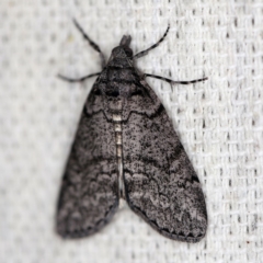 Smyriodes undescribed species nr aplectaria at O'Connor, ACT - 19 Apr 2018 by ibaird