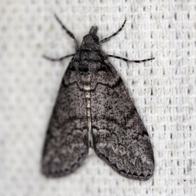 Smyriodes undescribed species nr aplectaria at O'Connor, ACT - 18 Apr 2018 by ibaird