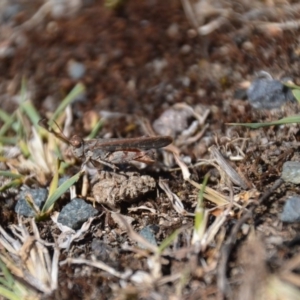 Exarna includens at Wamboin, NSW - 9 Feb 2018 02:16 PM