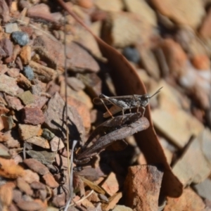 Cryptobothrus chrysophorus at Wamboin, NSW - 9 Feb 2018