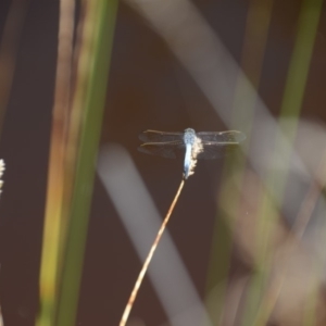 Orthetrum caledonicum at Wamboin, NSW - 9 Feb 2018