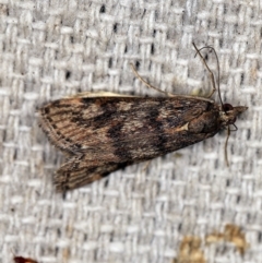 Achyra affinitalis (Cotton Web Spinner) at O'Connor, ACT - 19 Apr 2018 by ibaird