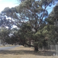 Eucalyptus aggregata (Black Gum) at Crace, ACT - 19 Apr 2018 by walter
