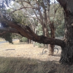 Eucalyptus aggregata at Crace, ACT - 19 Apr 2018