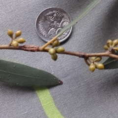 Eucalyptus aggregata at Crace, ACT - 19 Apr 2018 03:26 PM