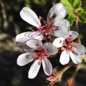 Pelargonium australe at Booth, ACT - 20 Apr 2018