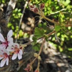 Pelargonium australe at Booth, ACT - 20 Apr 2018