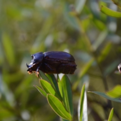 Dasygnathus sp. (genus) (Rhinoceros beetle) at Wamboin, NSW - 10 Feb 2018 by natureguy