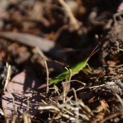 Atractomorpha australis (Australian Grass Pyrgomorph) at Wamboin, NSW - 17 Feb 2018 by natureguy