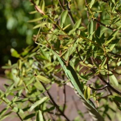 Tropidoderus childrenii (Children's stick-insect) at Wamboin, NSW - 17 Feb 2018 by natureguy