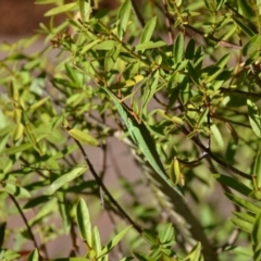 Tropidoderus childrenii at Wamboin, NSW - 17 Feb 2018 11:28 AM