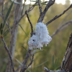Callococcus acaciae (Burgan woolly scale) at Molonglo Valley, ACT - 28 Mar 2018 by MichaelBedingfield