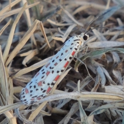 Utetheisa pulchelloides (Heliotrope Moth) at Molonglo Valley, ACT - 28 Mar 2018 by MichaelBedingfield
