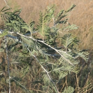 Acacia dealbata at Molonglo River Reserve - 28 Mar 2018