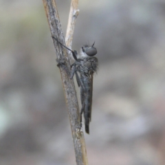 Cerdistus sp. (genus) (Yellow Slender Robber Fly) at Pearce, ACT - 15 Apr 2018 by MatthewFrawley