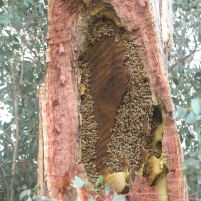 Apis mellifera (European honey bee) at Chifley, ACT - 15 Apr 2018 by MatthewFrawley