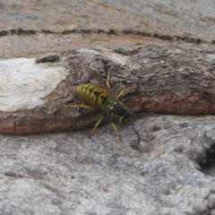 Vespula germanica (European wasp) at Chifley, ACT - 15 Apr 2018 by MatthewFrawley