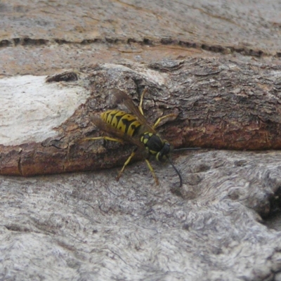 Vespula germanica (European wasp) at Mount Taylor - 15 Apr 2018 by MatthewFrawley