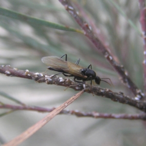 Formicidae (family) at Kambah, ACT - 18 Apr 2018