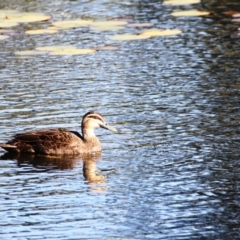 Anas superciliosa (Pacific Black Duck) at Dignams Creek, NSW - 15 Apr 2018 by Maggie1