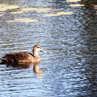 Anas superciliosa (Pacific Black Duck) at Dignams Creek, NSW - 15 Apr 2018 by Maggie1