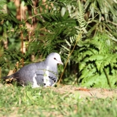 Leucosarcia melanoleuca (Wonga Pigeon) at Dignams Creek, NSW - 15 Apr 2018 by Maggie1