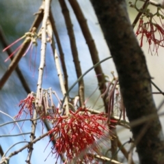 Amyema cambagei (Sheoak Mistletoe) at Dignams Creek, NSW - 17 Oct 2017 by Maggie1