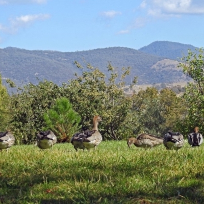 Chenonetta jubata (Australian Wood Duck) at Tuggeranong DC, ACT - 20 Apr 2018 by RodDeb