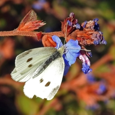 Pieris rapae (Cabbage White) at Tuggeranong DC, ACT - 20 Apr 2018 by RodDeb