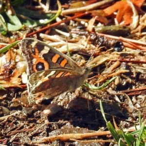 Junonia villida at Tuggeranong DC, ACT - 20 Apr 2018 11:44 AM