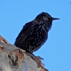 Sturnus vulgaris (Common Starling) at Tuggeranong DC, ACT - 20 Apr 2018 by RodDeb