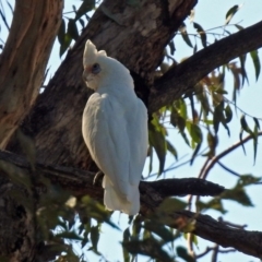 Cacatua sanguinea (Little Corella) at Lanyon - northern section - 20 Apr 2018 by RodDeb