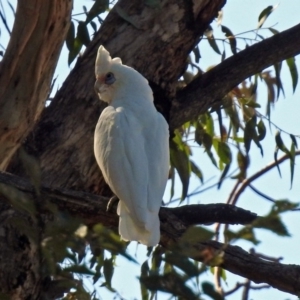 Cacatua sanguinea at Tuggeranong DC, ACT - 20 Apr 2018 10:57 AM