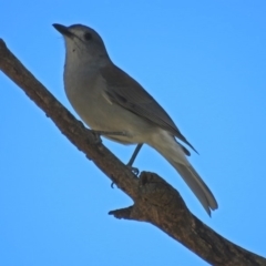 Colluricincla harmonica (Grey Shrikethrush) at Tuggeranong DC, ACT - 20 Apr 2018 by RodDeb