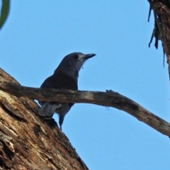 Colluricincla harmonica at Tuggeranong DC, ACT - 20 Apr 2018