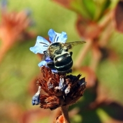 Amegilla sp. (genus) (Blue Banded Bee) at Lanyon - northern section - 20 Apr 2018 by RodDeb