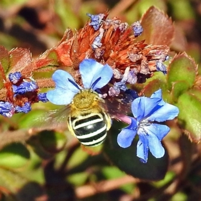 Amegilla sp. (genus) (Blue Banded Bee) at Tuggeranong DC, ACT - 20 Apr 2018 by RodDeb