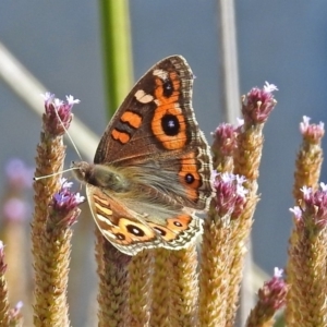 Junonia villida at Tharwa, ACT - 20 Apr 2018 12:40 PM