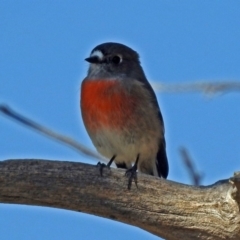 Petroica boodang (Scarlet Robin) at Paddys River, ACT - 20 Apr 2018 by RodDeb