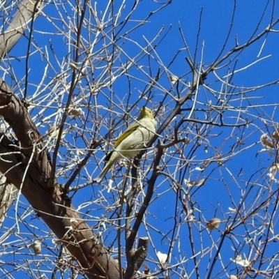 Ptilotula penicillata (White-plumed Honeyeater) at Paddys River, ACT - 20 Apr 2018 by RodDeb