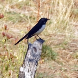 Rhipidura leucophrys at Tharwa, ACT - 20 Apr 2018 12:46 PM