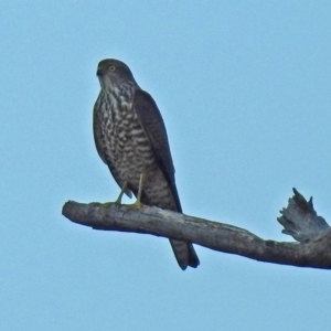 Accipiter cirrocephalus at Paddys River, ACT - 20 Apr 2018