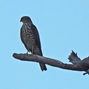 Accipiter cirrocephalus at Paddys River, ACT - 20 Apr 2018