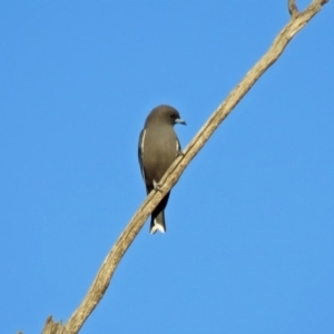 Artamus cyanopterus cyanopterus at Paddys River, ACT - 20 Apr 2018