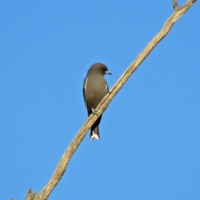 Artamus cyanopterus cyanopterus (Dusky Woodswallow) at Paddys River, ACT - 20 Apr 2018 by RodDeb