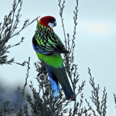 Platycercus eximius (Eastern Rosella) at Tennent, ACT - 20 Apr 2018 by RodDeb