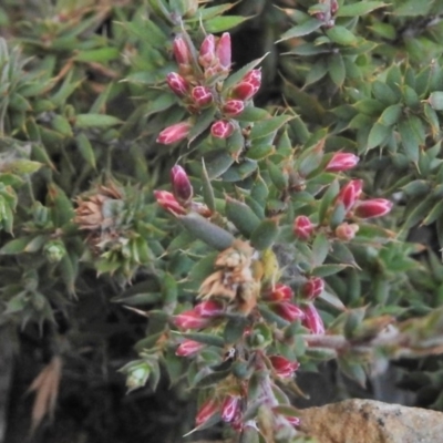 Astroloma humifusum (Cranberry Heath) at Booth, ACT - 20 Apr 2018 by JohnBundock