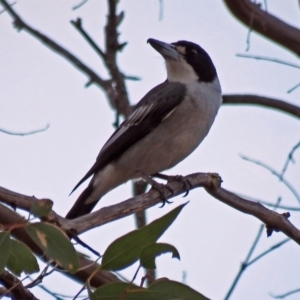 Cracticus torquatus at Paddys River, ACT - 20 Apr 2018 04:43 PM