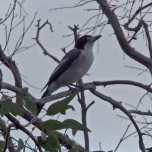 Cracticus torquatus at Paddys River, ACT - 20 Apr 2018