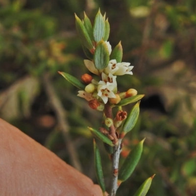 Monotoca scoparia (Broom Heath) at Booth, ACT - 20 Apr 2018 by JohnBundock